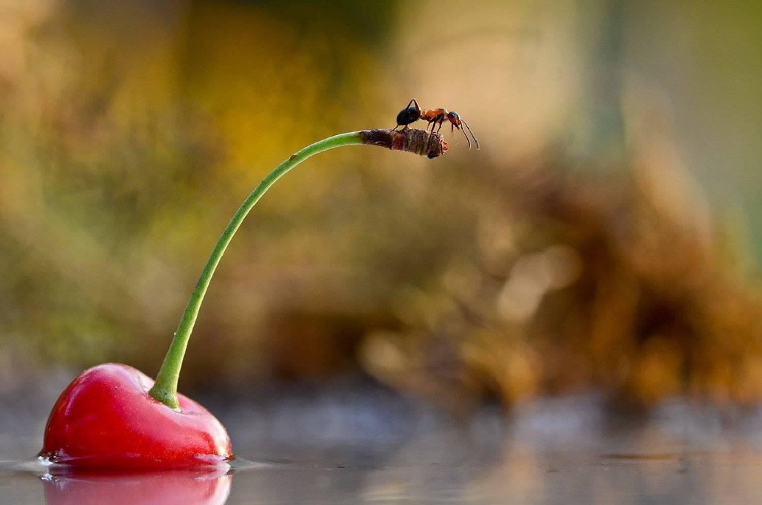 , Вячеслав Мищенко