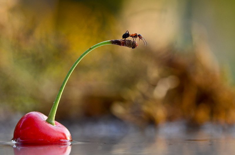 Дозорный фото превью