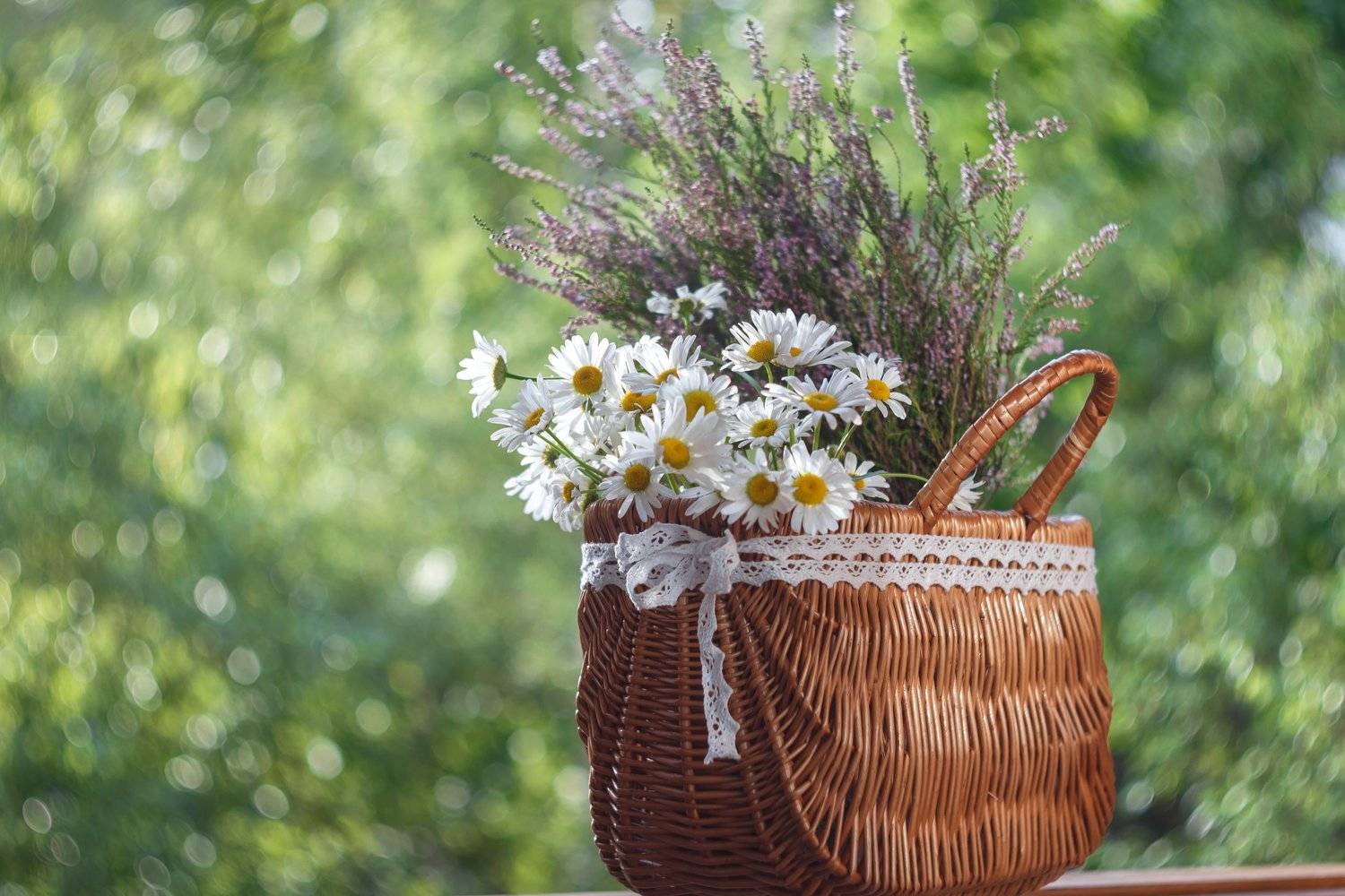 ромашки, корзинка,боке, гелиос 77 м-4,ирина горюкина,беларусь, Ирина Горюкина