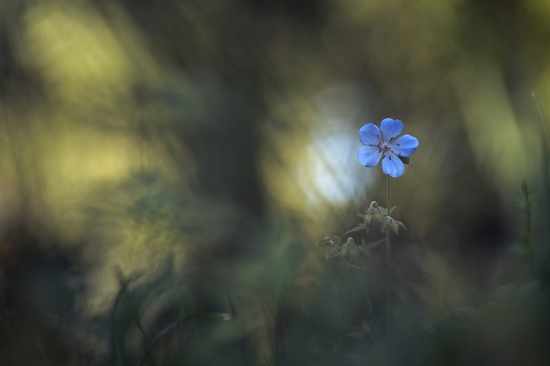 Magic garden фото превью
