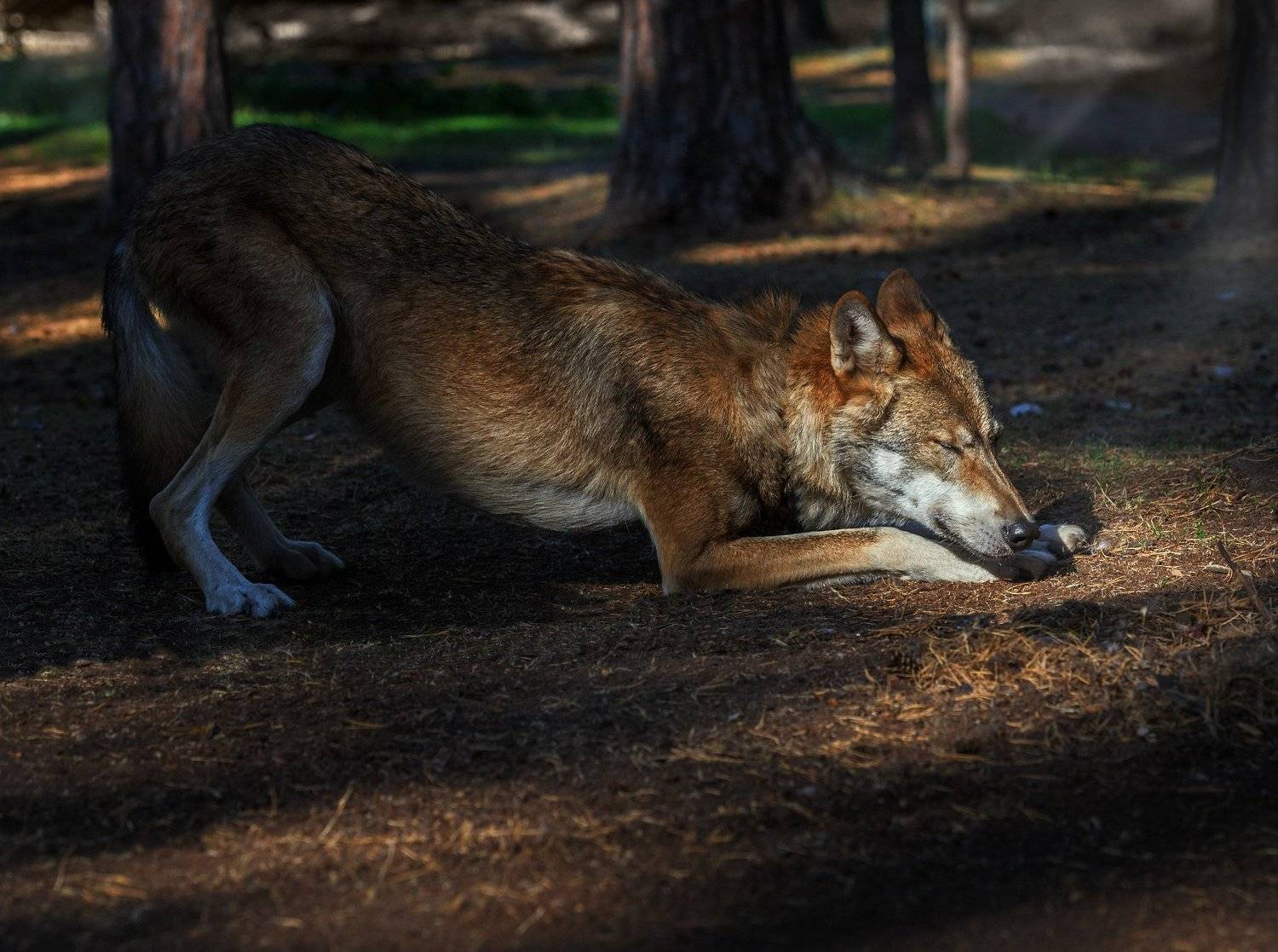 , Олег Богданов