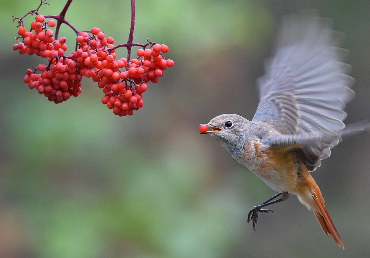горихвостка,бузина,полёт,еда,бор, Иван