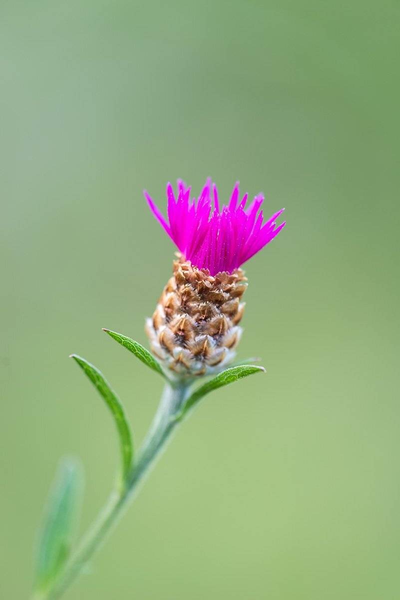 , Александр Земляной