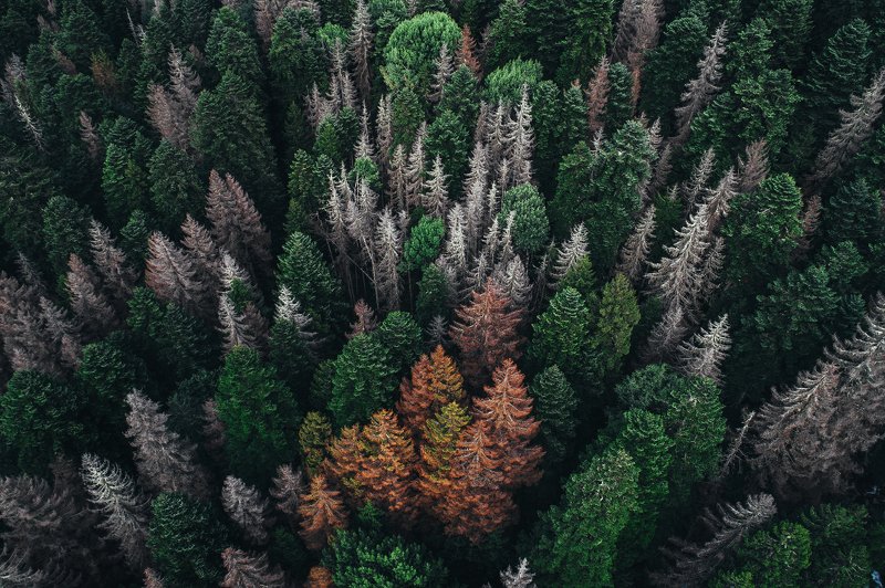 лес природа forest фото превью