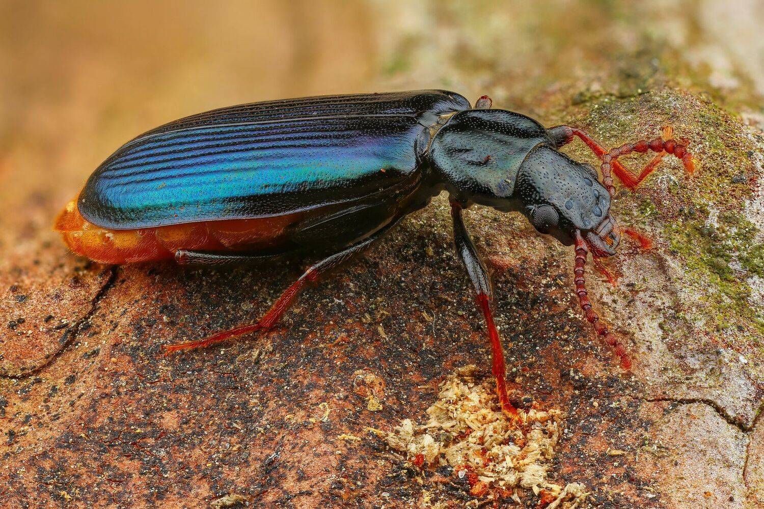 макро синий насекомое черный цвет, Андрей Шаповалов