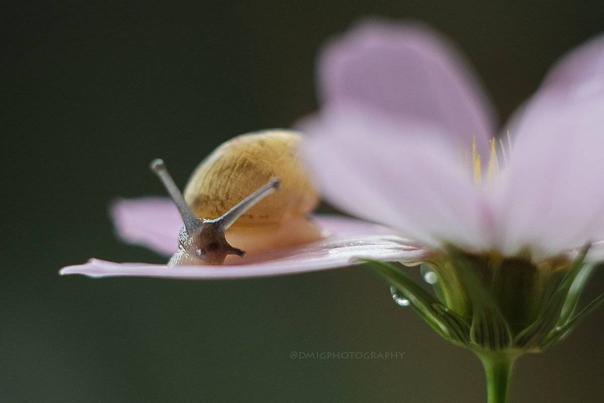 макро, природа, растение, улитка, лето, макромир, макрофотография, гелиос44_2, lovemacro, цветок, , Дмитрий Гусалов