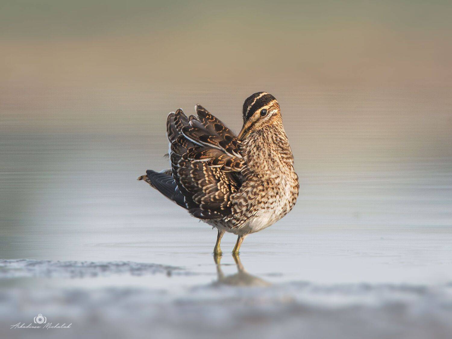 , Arkadiusz Michalak