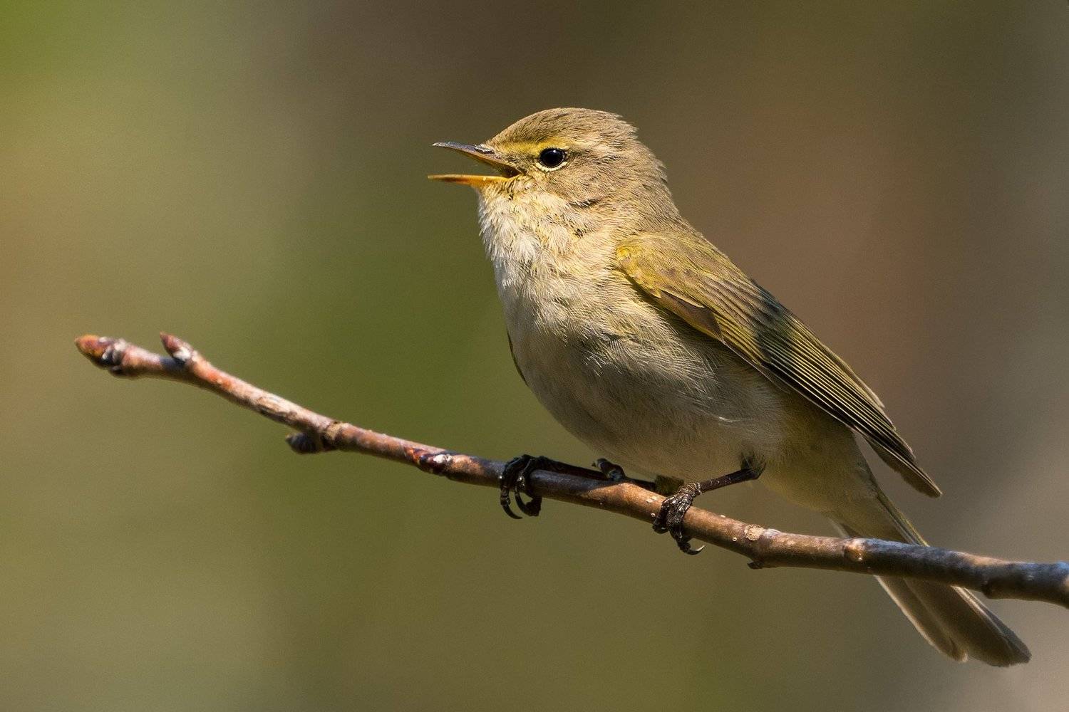 пеночка, пеночка-теньковка, птицы, природа, wildlife, birds, birdwatching, chiff-chaff, Оксана Быстрицкая