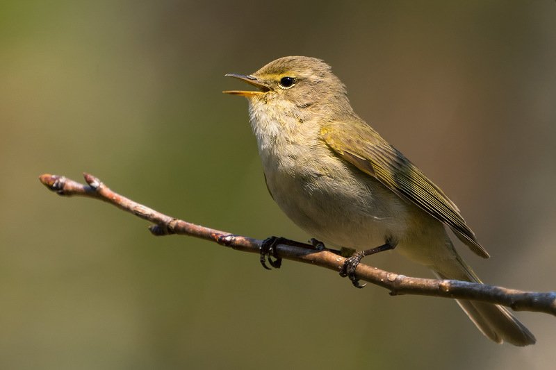 пеночка, пеночка-теньковка, птицы, природа, wildlife, birds, birdwatching, chiff-chaff Пеночка-теньковка фото превью