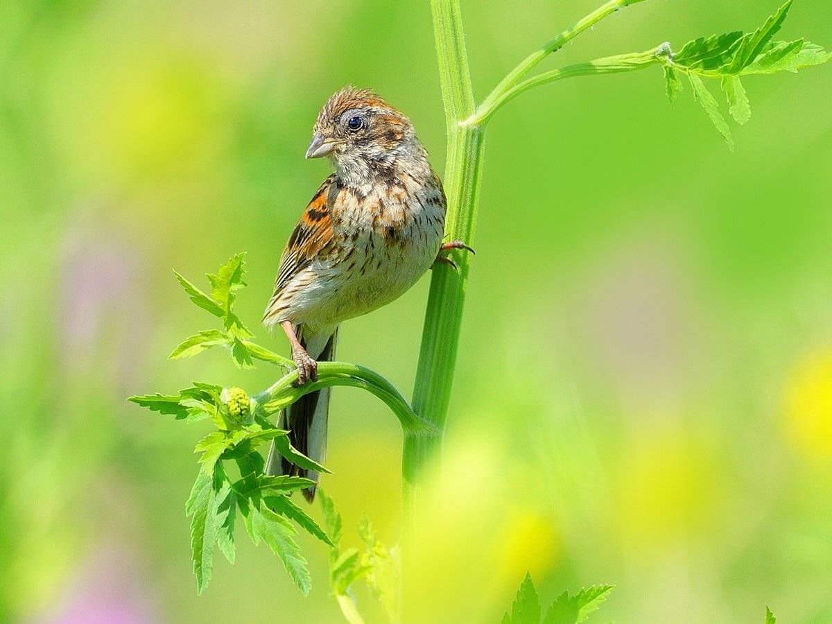 природа, фотоохота, овсянка, птицы, животные, цветы, лето, vladilenoff