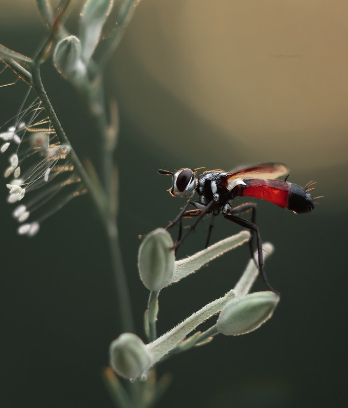насекомые, природа, макро, мухи, насекомое, макрофото, insect, insets, macro, nature Цилиндромия средняя (Cylindromyia intermedia) фото превью
