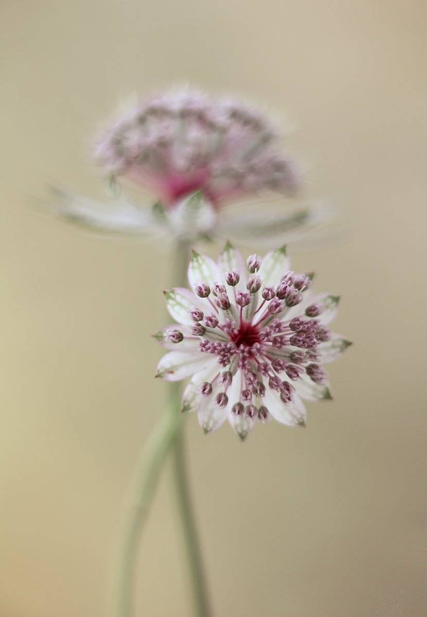 , Mycatherina