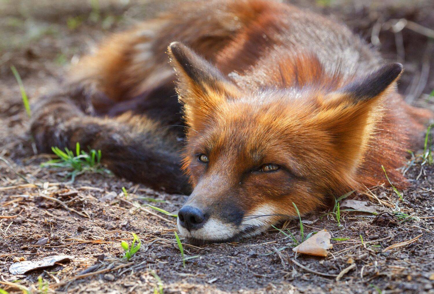 лиса, Олег Богданов