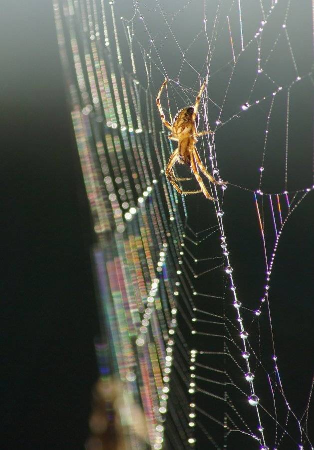 Паук, Чепленко Алексей