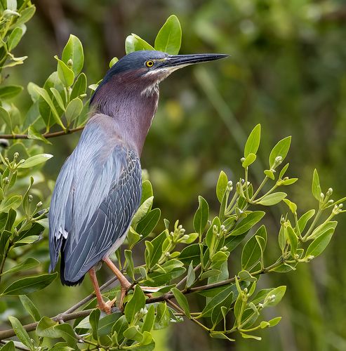 Американская зелёная кваква и их молодняк - Green heron