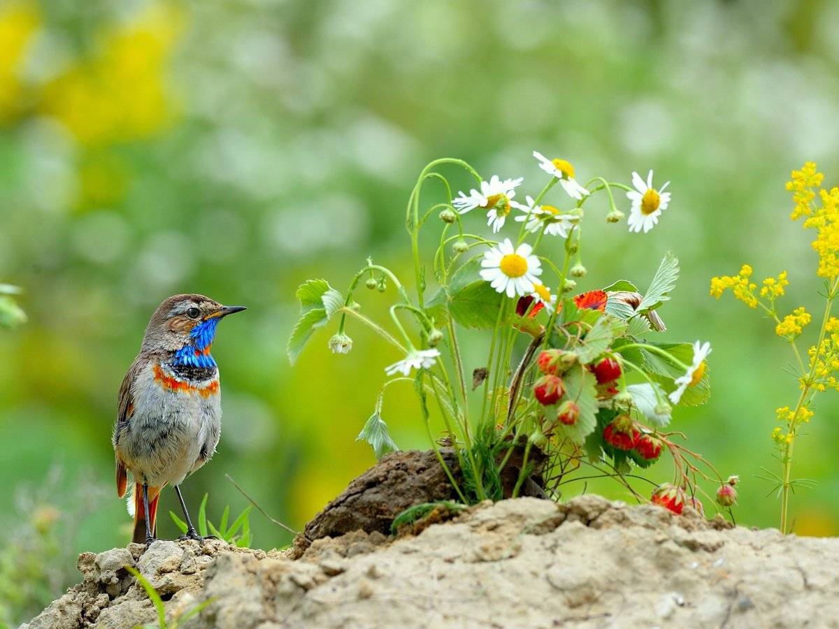 природа, фотоохота, варакушка, птицы, животные, цветы, лето, vladilenoff