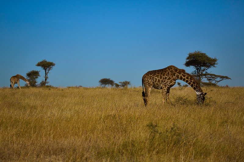 Гармония фото превью