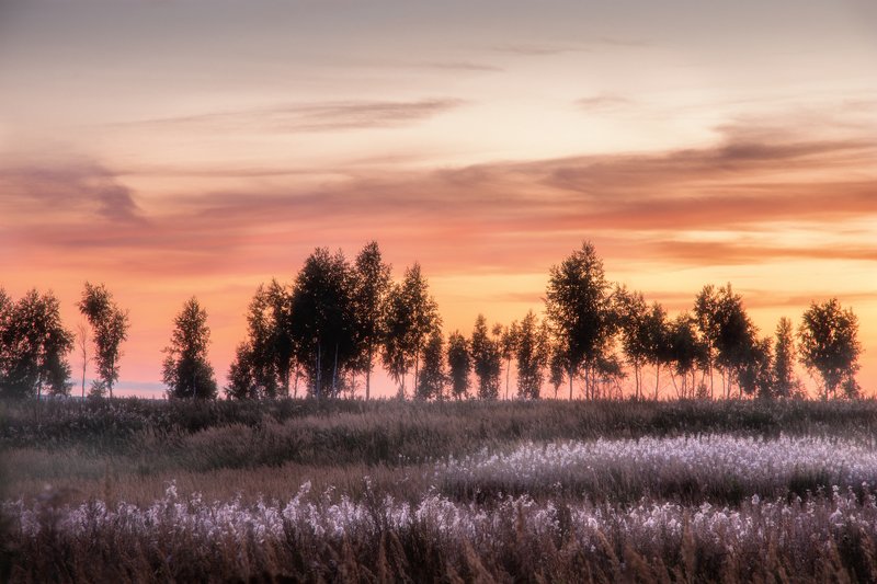 вечер, лес, закат, природа, пейзаж, evening, forest, sunset, nature, landscape Летние вечера фото превью