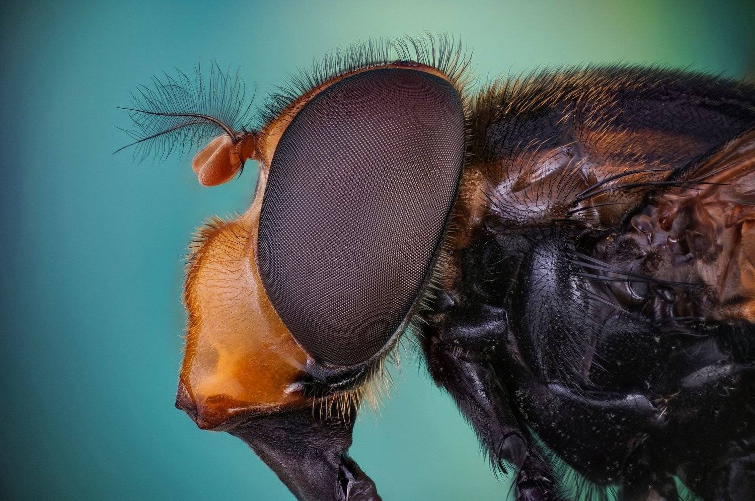 , Сергей Чупахин