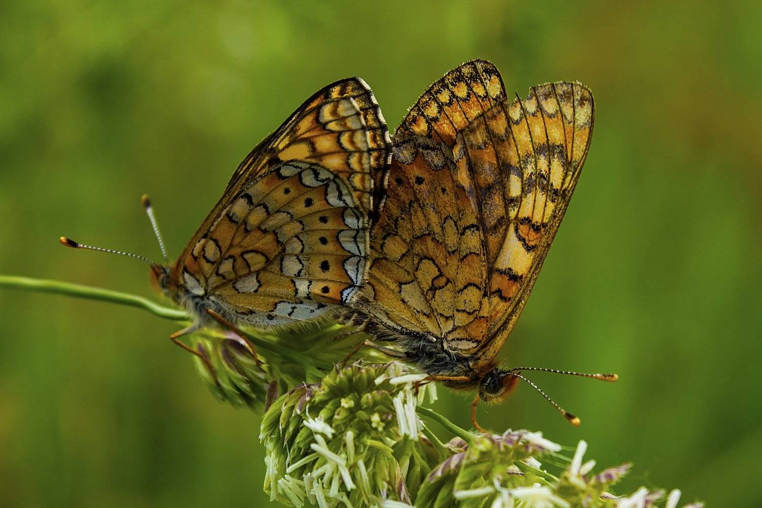 butterfly,art,macro,photography,dreams,colors,image,passion,peace,, Nihan Bayındır
