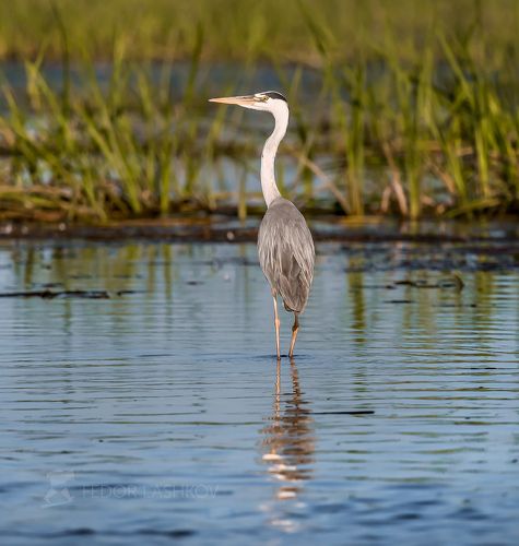 Разные виды семейства цаплевых.