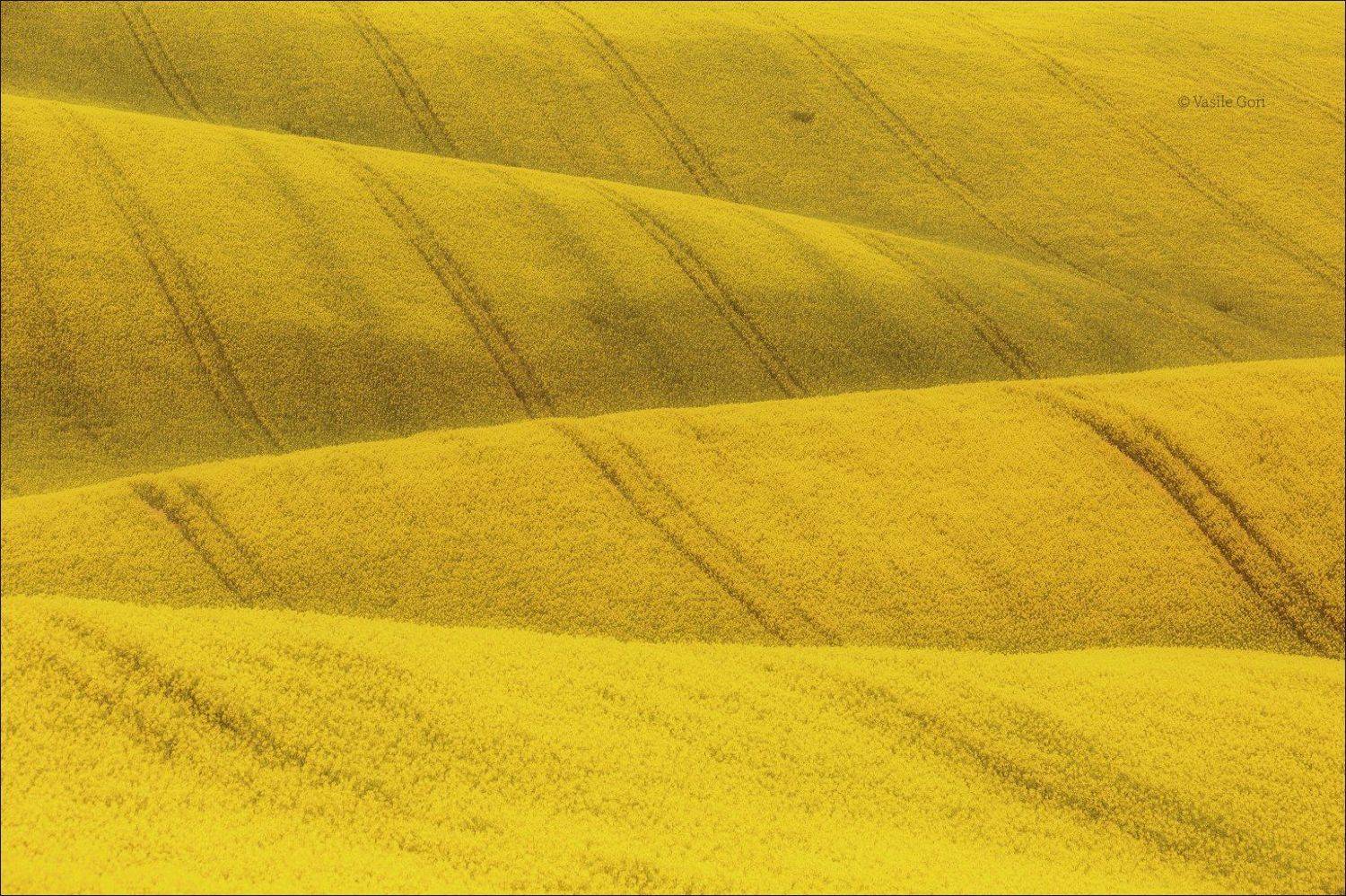 южная моравия,пейзаж,карлинские волны,линии,south moravian,lines,свет,czech,весна,чехия,landscapes,поле,рапс, Василий Гори