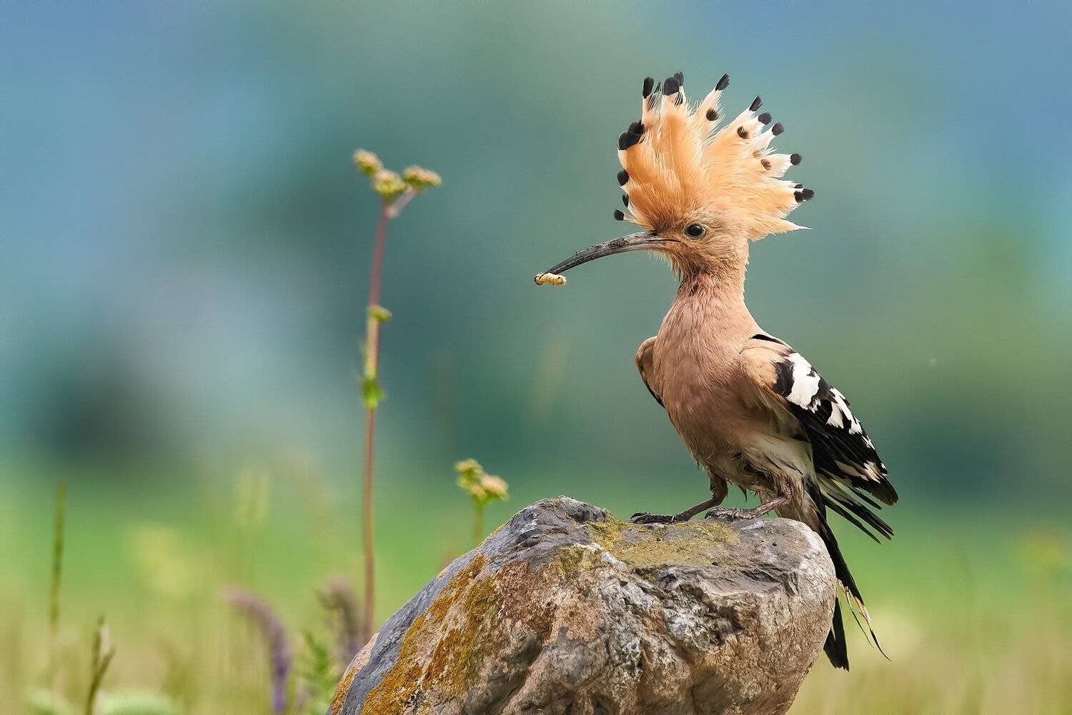 , Калин Ботев