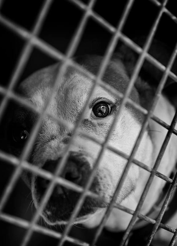 животные, чб, монохром Look them in the eye фото превью