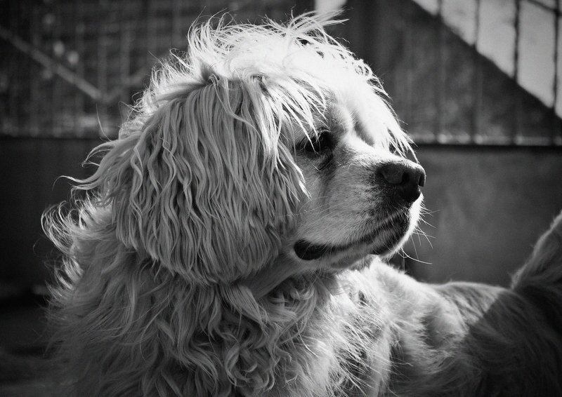 животное, пёс, собака, спаниель, собаки спаниель фото превью