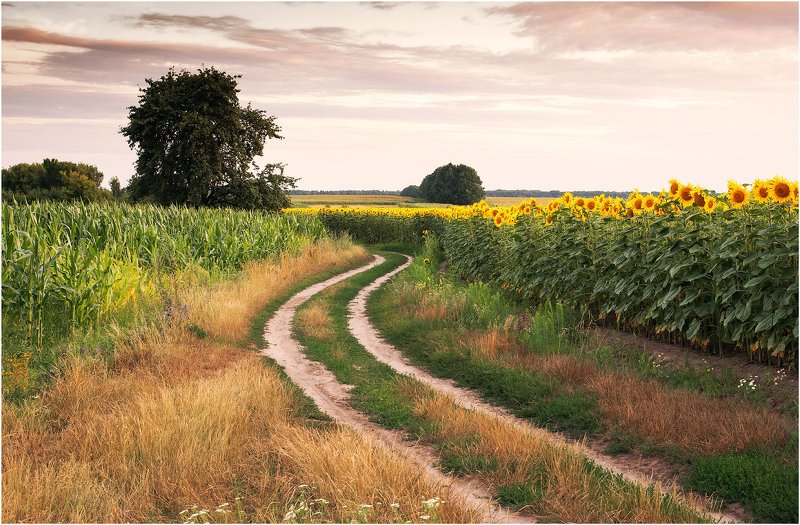 sunflower  фото превью