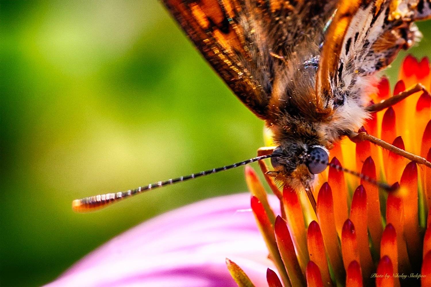 , Николай Шелепов