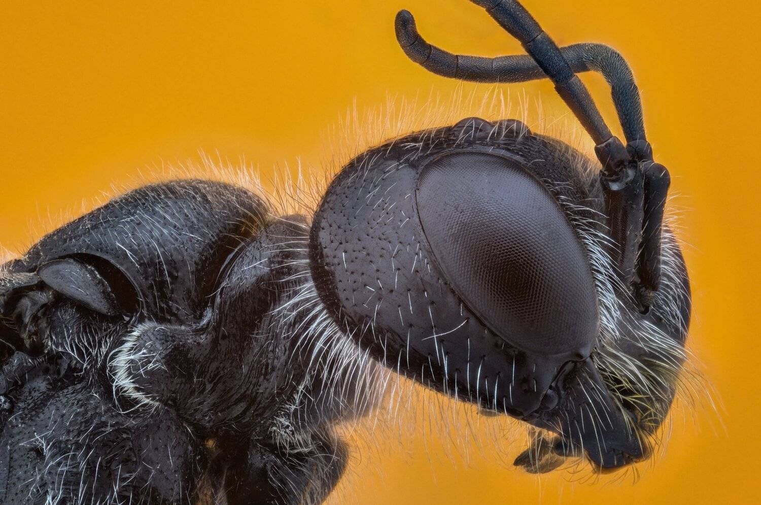 ceclii, macro, extrememacro, nikon d3400, lomo 3.7x, Tsvetan Ganev