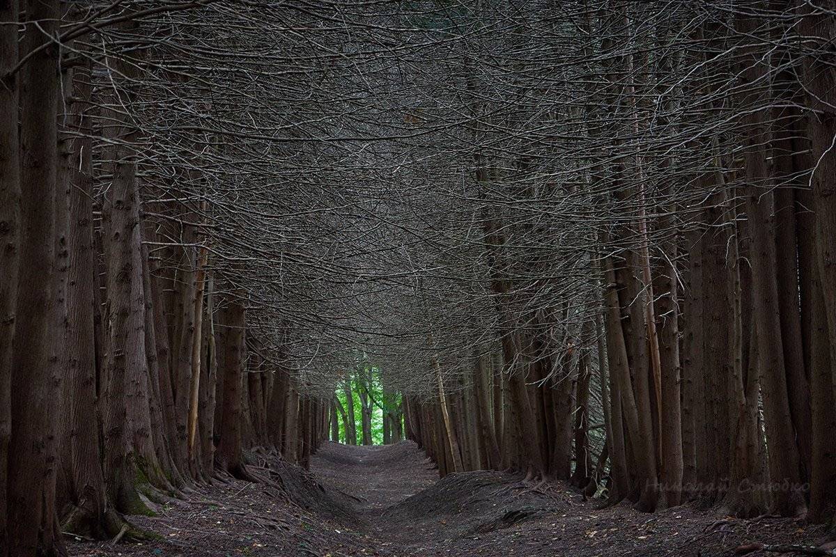 аллея туи ветви, Николай Стюбко