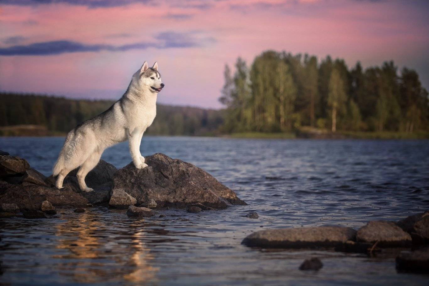 , Андрей Ершов