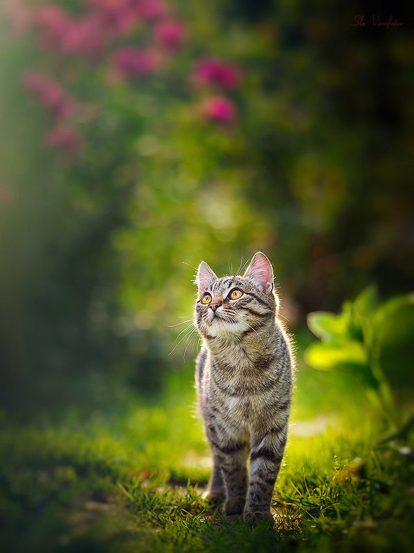 Котинька на закате... фото превью