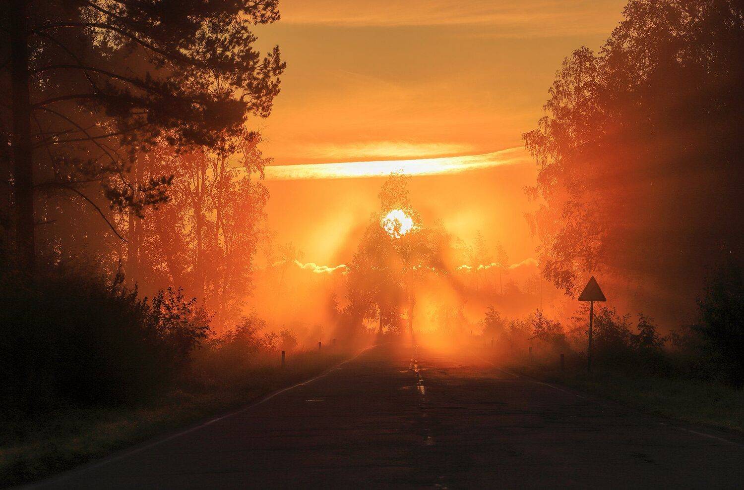 рассвет,туман,солнце,лучи,дерево,крылья,сюр, alexOmRam