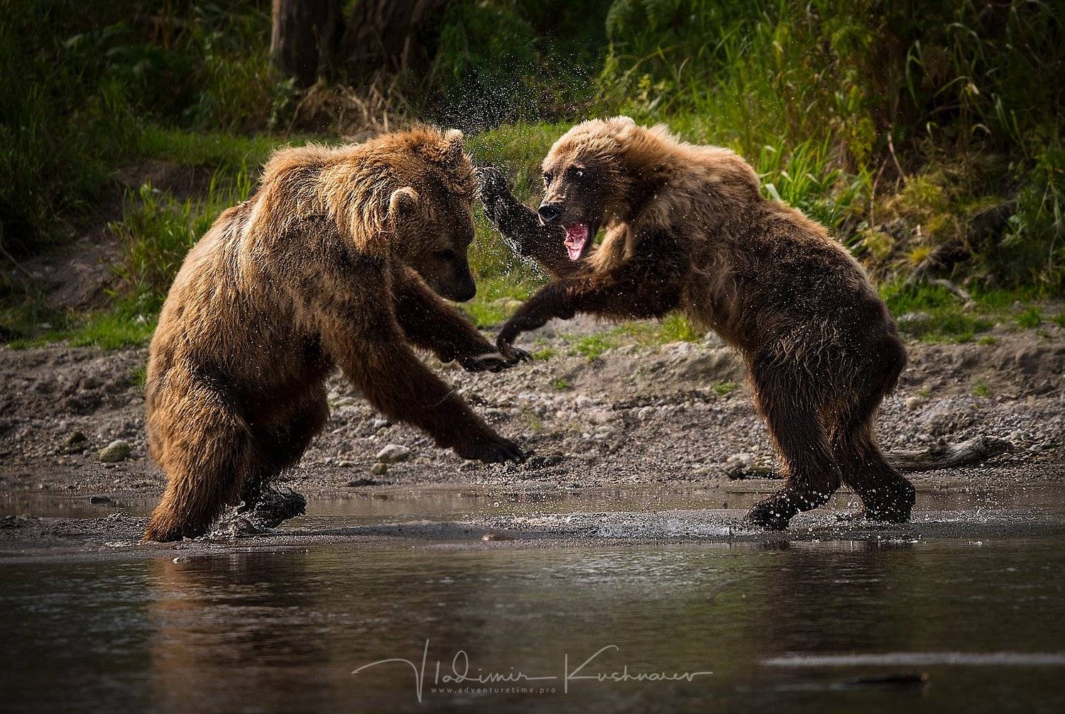 , Vladimir Kushnarev