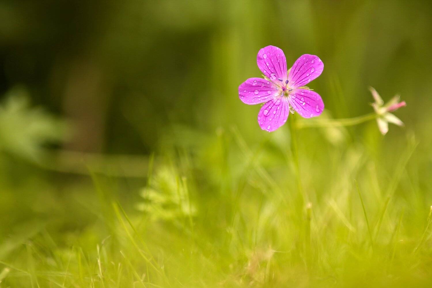 , Эдуард Колобошников