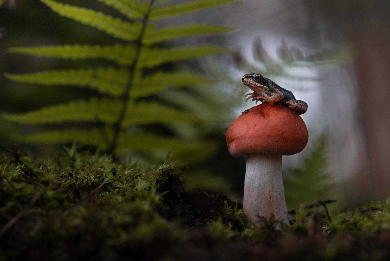 лягушка, макро, макрофото, лес, природа, гриб, frog, mushroom, macro, nature, Людмила Гудина