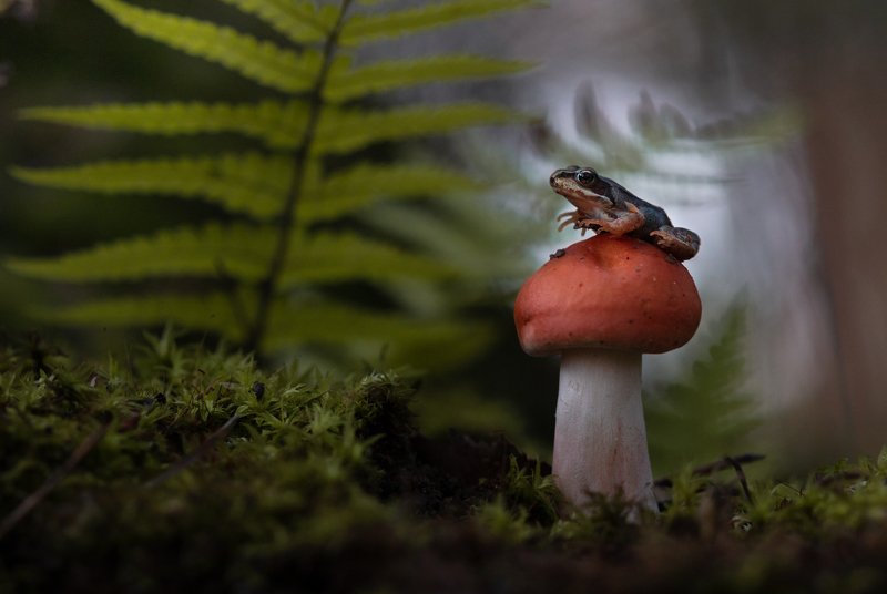 лягушка, макро, макрофото, лес, природа, гриб, frog, mushroom, macro, nature К прыжку готов! фото превью