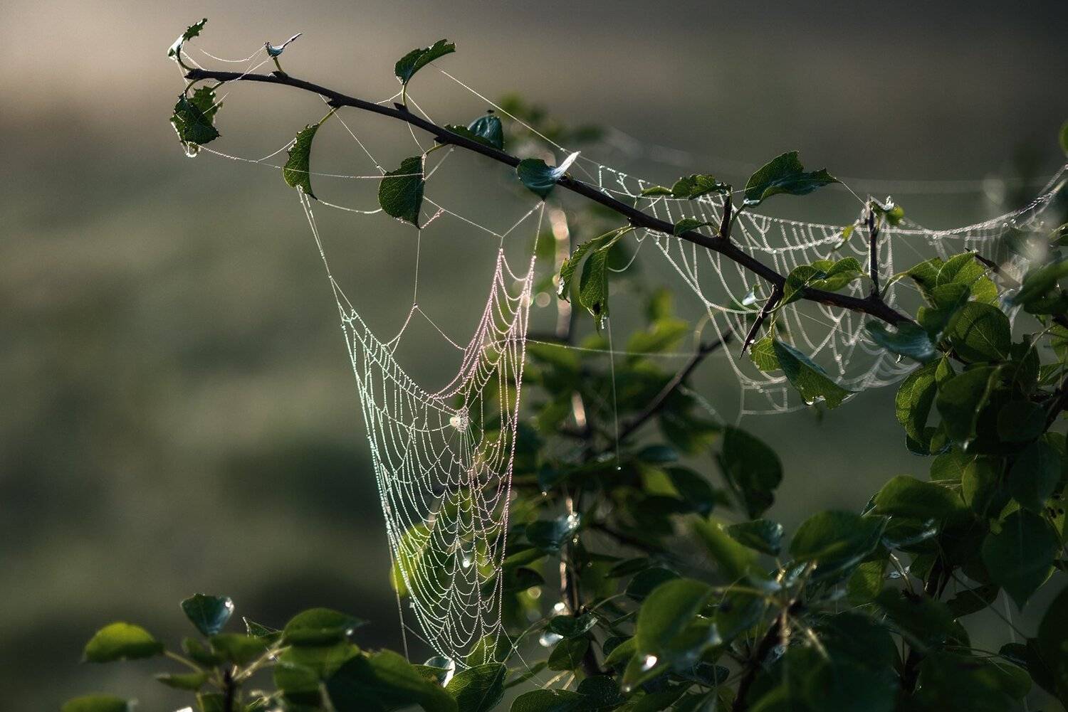 , Юрий Юрьев