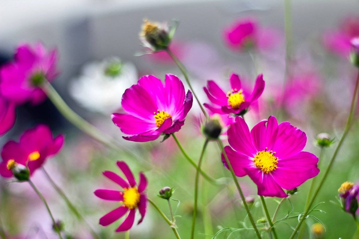 цветы, лето, космея, цветок, Ярина Яриловец