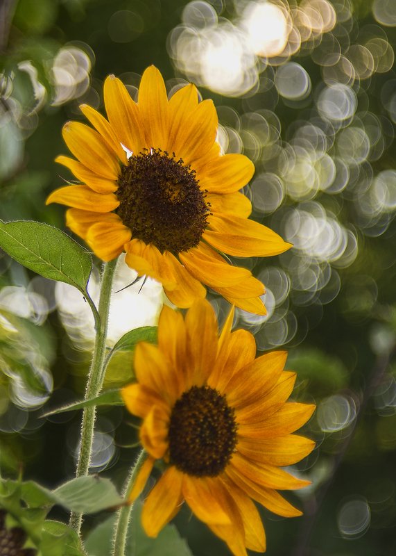 Подсолнухи. фото превью