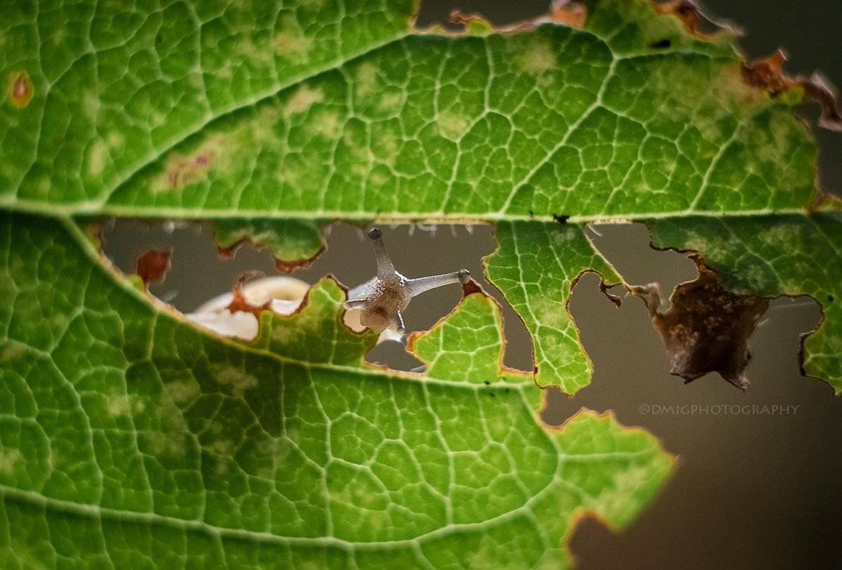 макро, природа, растение, улитка, лето, макромир, макрофотография, гелиос44_2, lovemacro, листок, , Дмитрий Гусалов