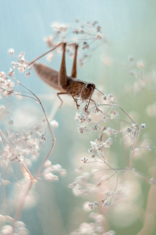 Кузнечик фото превью