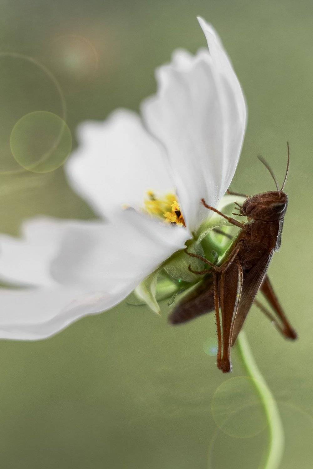 , Воинкова Ирина