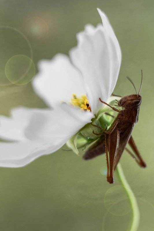 Притаился фото превью