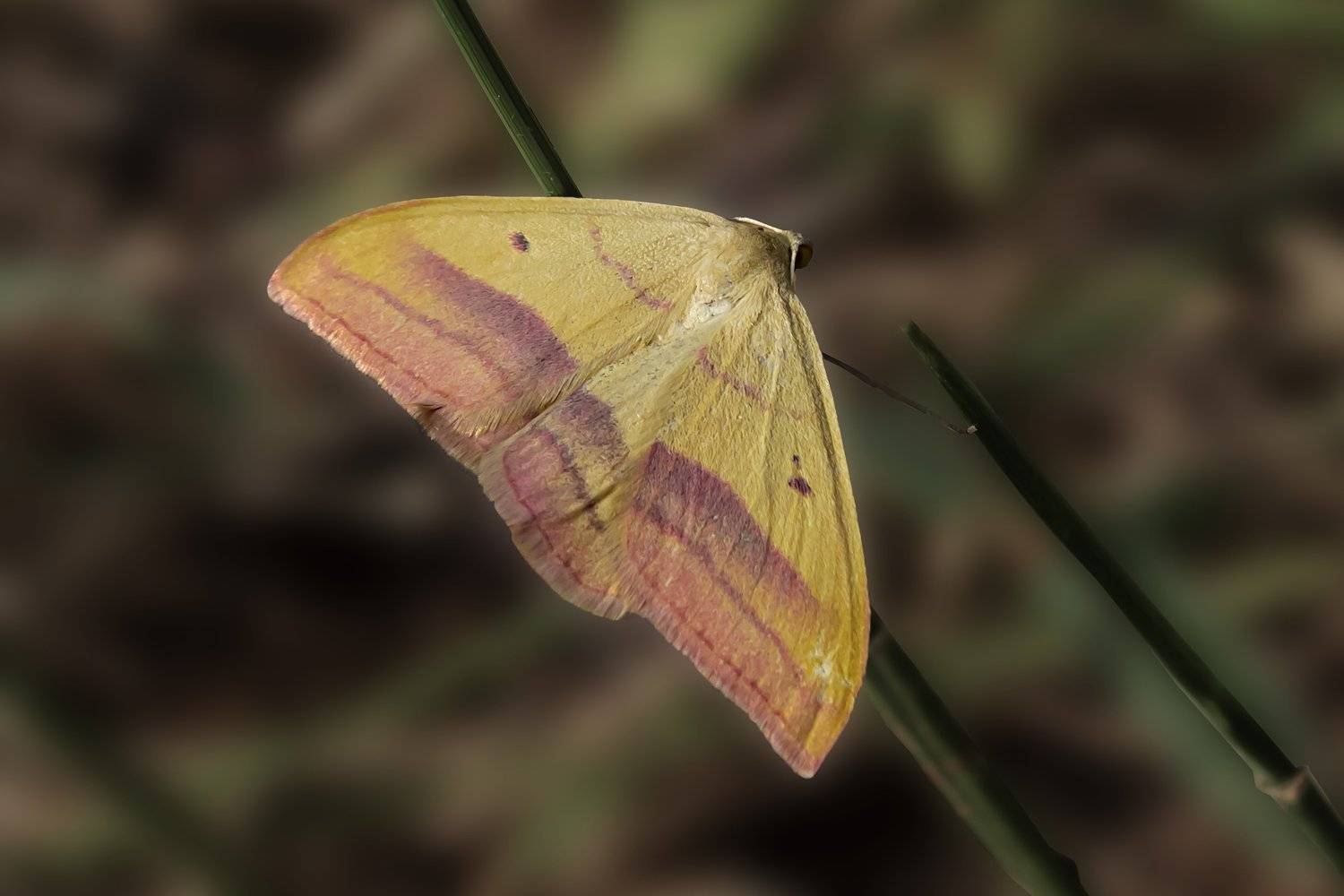 macro,art,photography,dreams,colors,peace,passion,image,life,, Nihan Bayındır