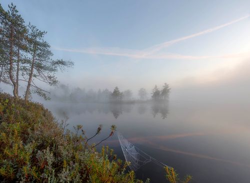 Болотная акварель