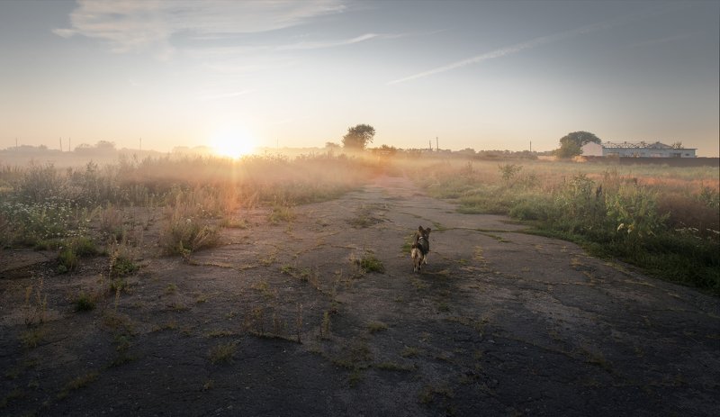 Про утренний туман и маленькую собачку фото превью